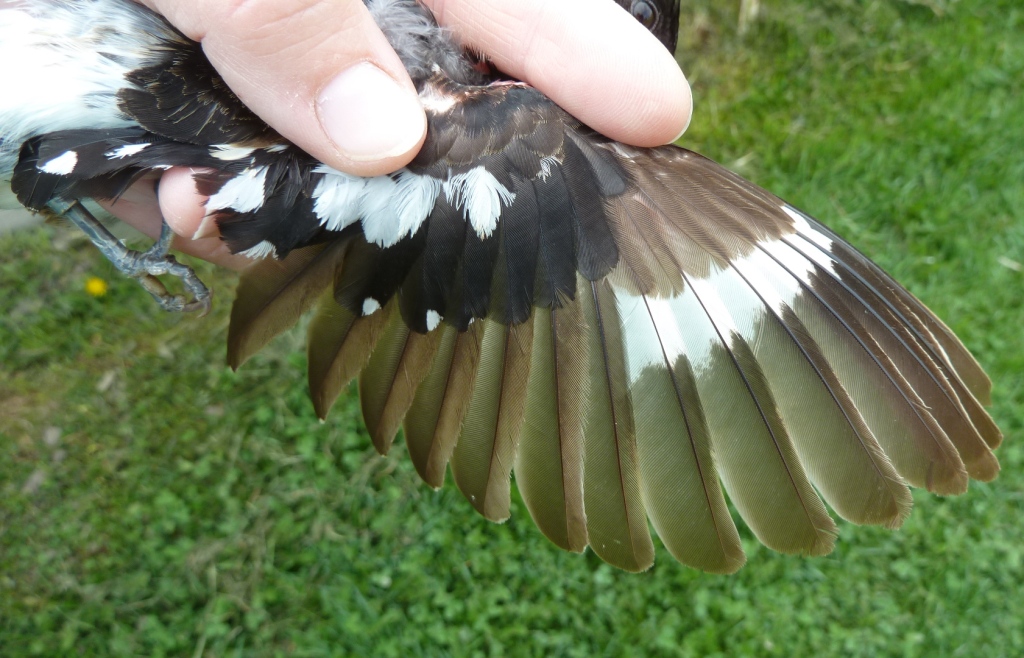 Wing detail of a male Rose-breasted Grosbeak. The retained brown juvenile wing feathers indicate it is in its second year.