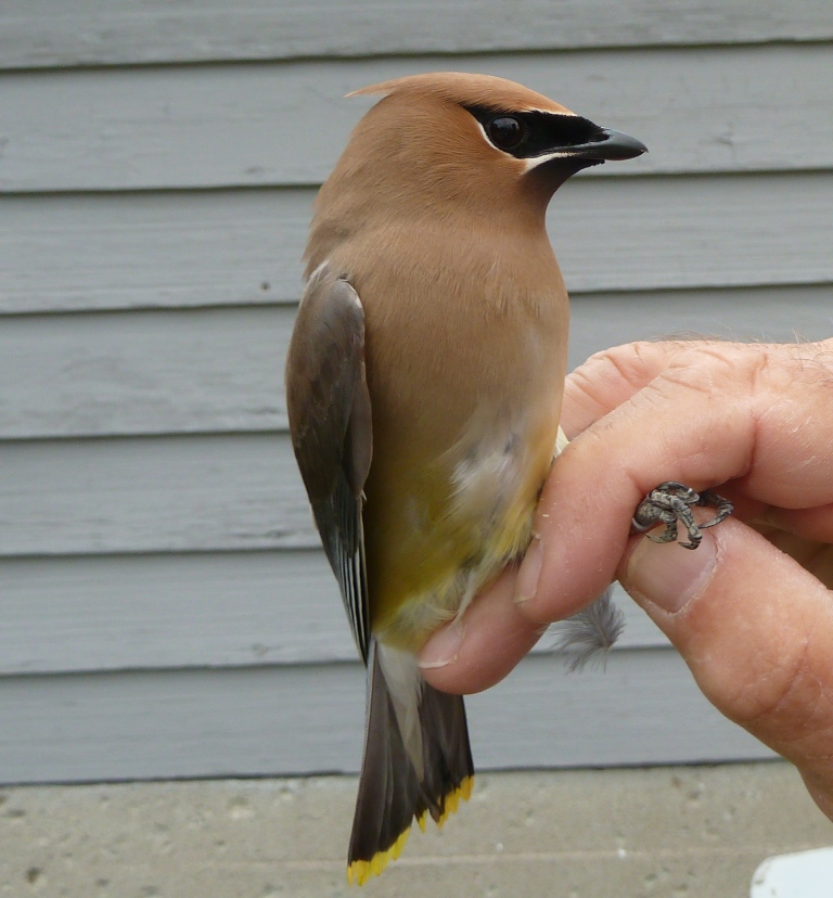 One of 10 Cedar Waxwings we banded today. The first one showed up on May 19th and their numbers have been growing since.