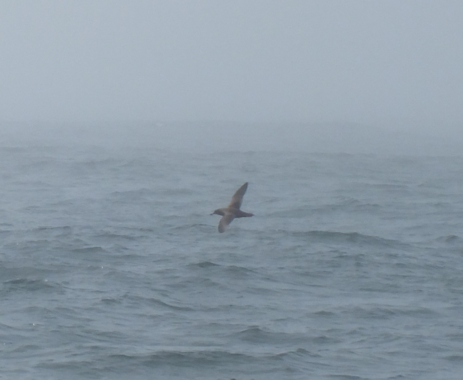 Sooty Shearwater