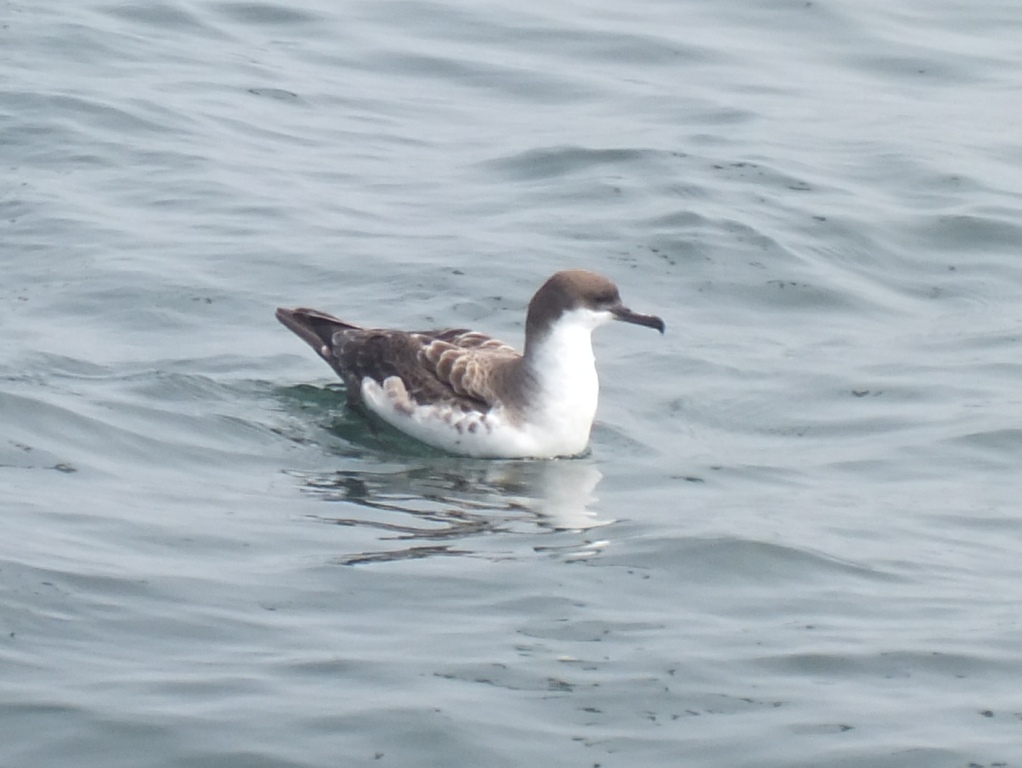 Greater Shearwater