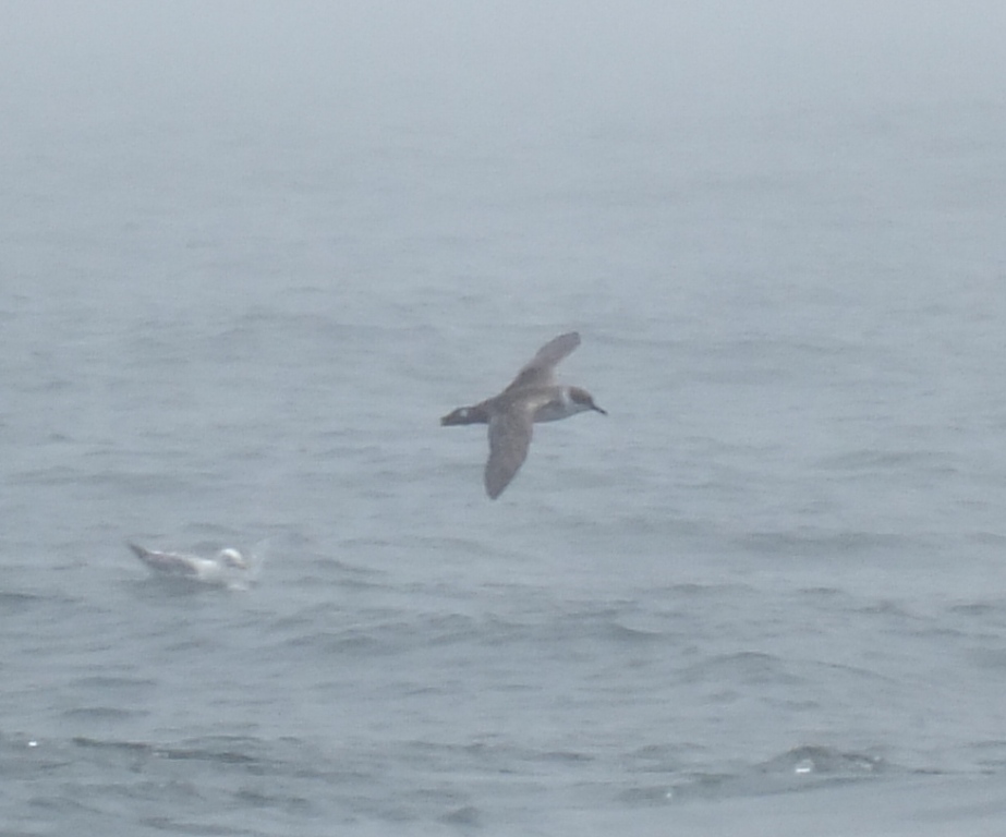 Greater Shearwater