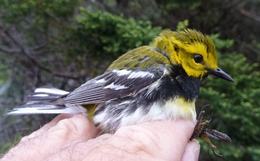 Male Black-throated Green Warbler
