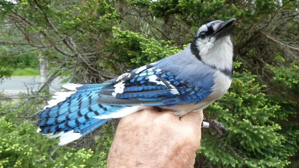 Retrapped Blue Jay, originally banded in June 2011