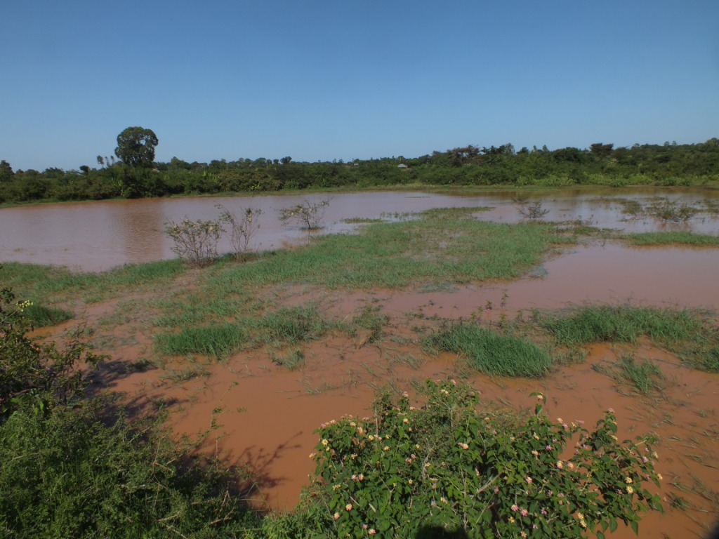 Flooded after the rain, this pond (where we did much of our banding) will provide drinking water to the community for several months....until the next rain (hopefully).