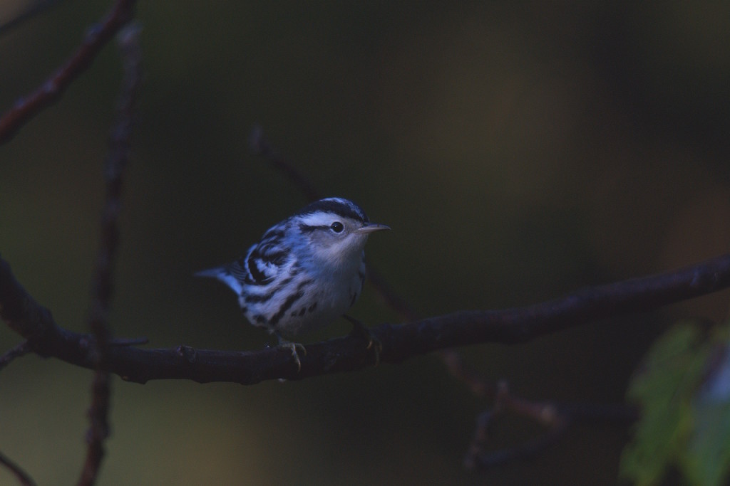 Black-and-White Warbler by Caleb