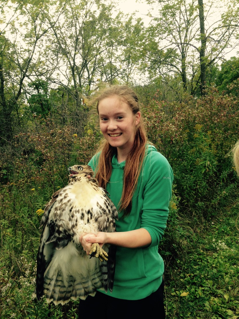 Alessandra with the first Red-tailed Hawk ever caught at Ruthven (we didn't have a band big enough to fit it). -S. Oldfield