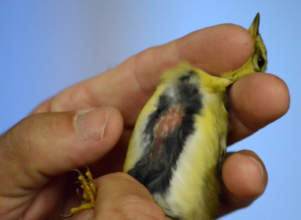 The light-coloured bulge at the top of the chest is fat. This Blackpoll Warbler weighed 20 grams - twice its fat-free weight. -R. Camasta