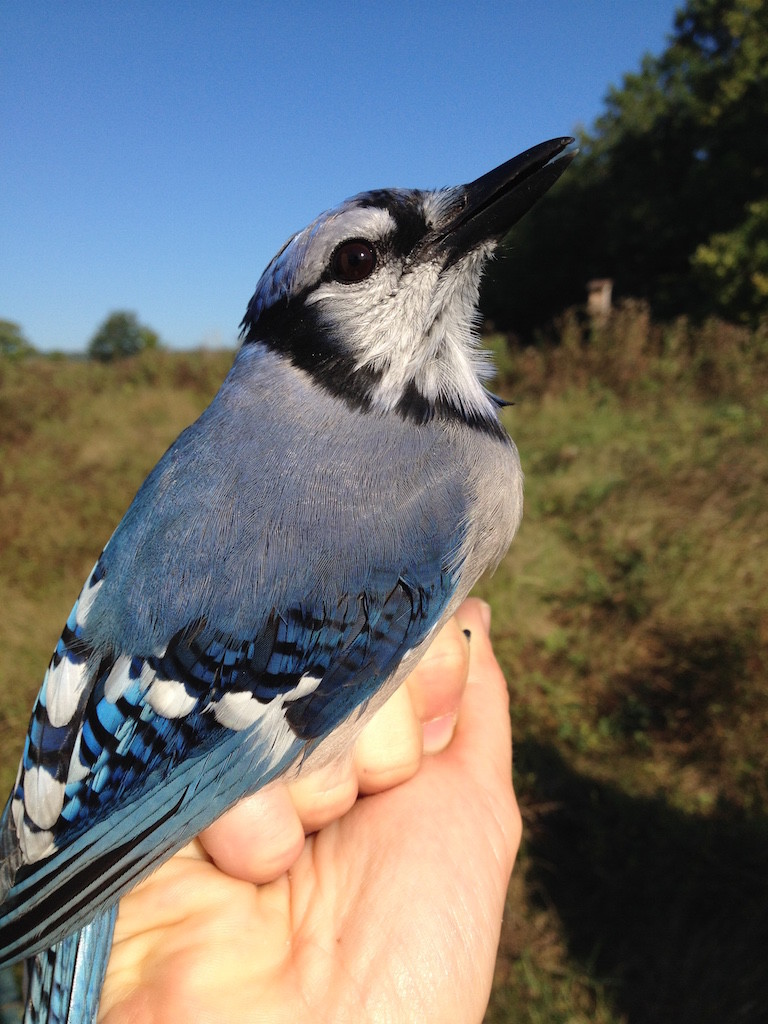 Blue Jay