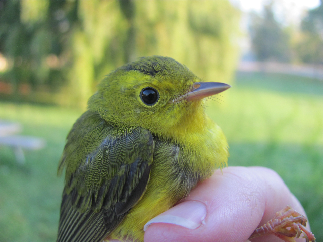 Wilson's Warbler