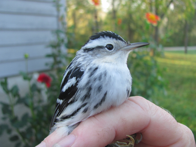 Black-and-White Warbler