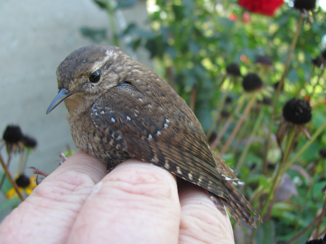 Winter Wren