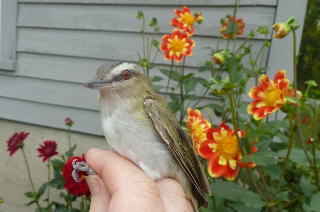 This adult Red-eyed Vireo (the red eye tells you it's an adult) was originally banded in 2010. It was recaptured in 2011 and 2012 but not since then.