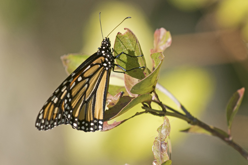 Monarch Butterflies are trickling through....but just trickling. -B. McCreadie