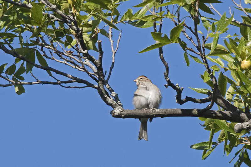 Chipping Sparrow. -B. McCreadie