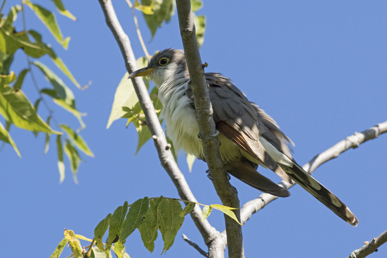 Yellow-billed Cuckoo. -B. McCreadie