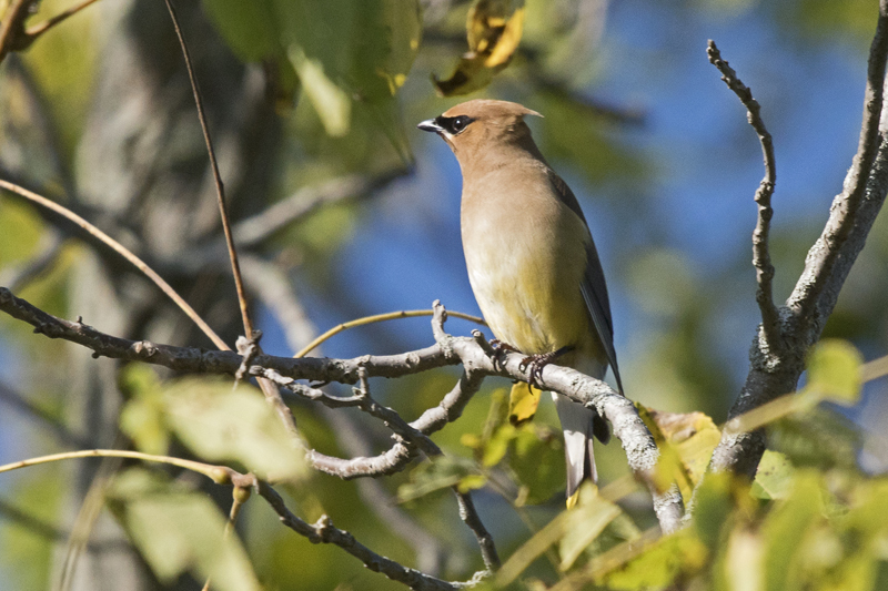 Cedar Waxwings are showing up in numbers.....looking for grapes (which we don't have this year). -B. McCreadie