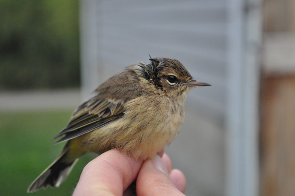 Western Palm Warbler (the wet head is from "skulling", a technique to assess the bird's age). -E. Gosnell