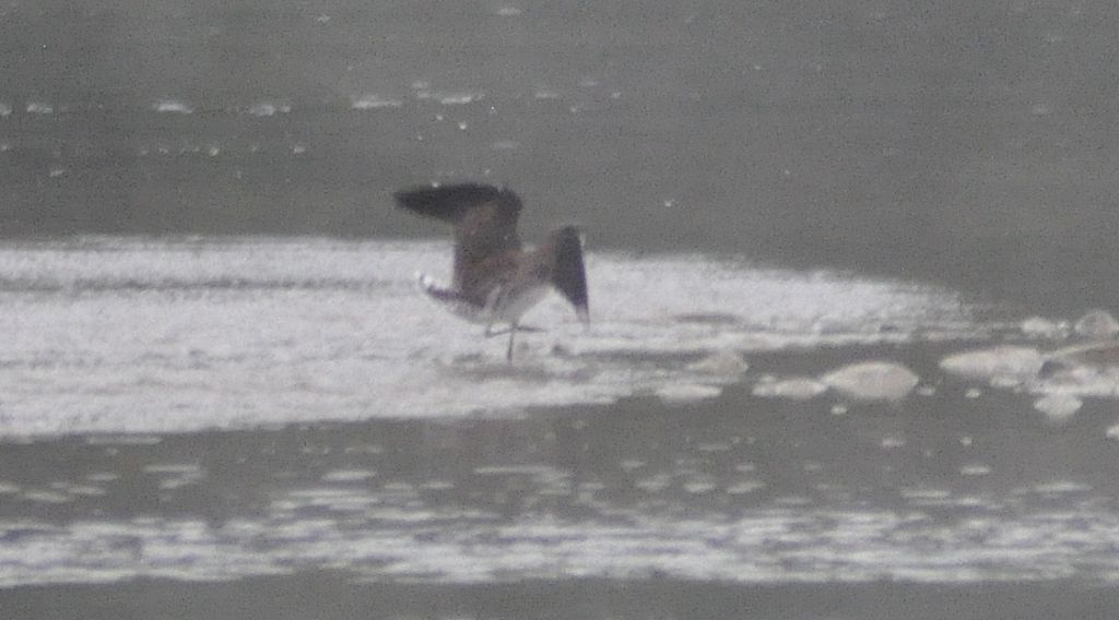 Solitary Sandpiper doing a "dance" - hopping back and forth, splashing the water with its wings. -E. Gosnell