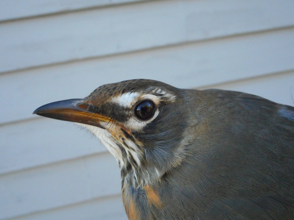 We're seeing American Robins in large numbers (and have been for the past week). -C. Scholtens
