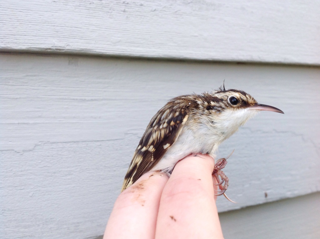 Brown Creeper - short distance migrant and winter resident. -A. Wilcox