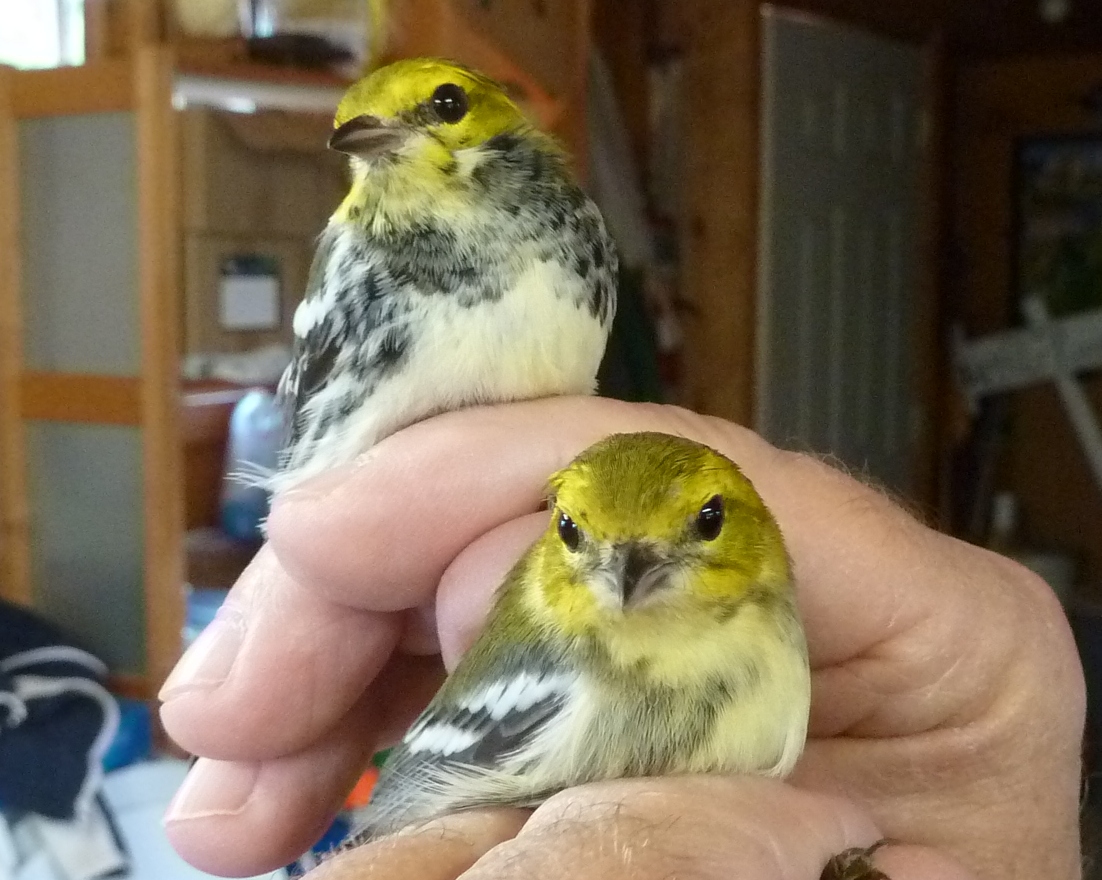 A pair of very late neotropical migrants: Black-throated Green Warblers (male, top; female, below).