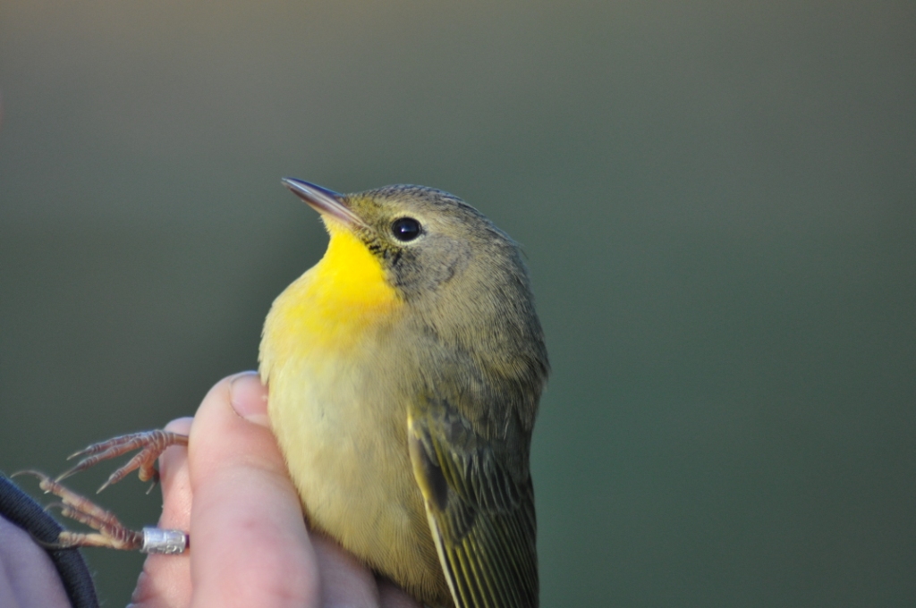 Young male Common Yellowthroat - just beginning to moult in its black mask. -E. Gosnell