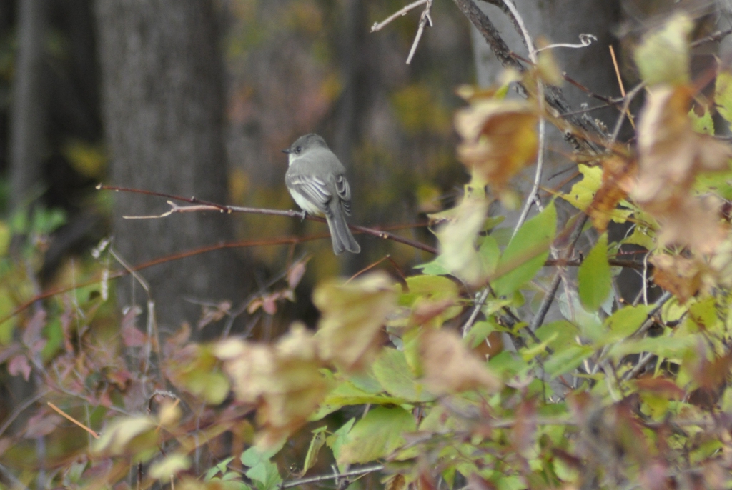 A typically late flycatcher: an Eastern Phoebe. -E. Gosnell