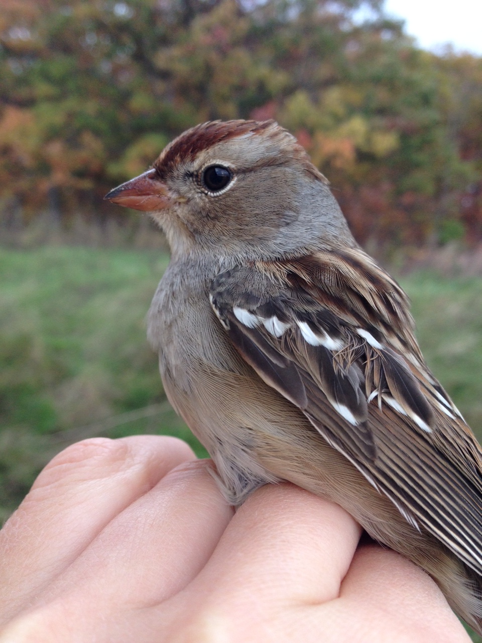 A young (HY) Eastern White-crowned Sparrow -J. Chard