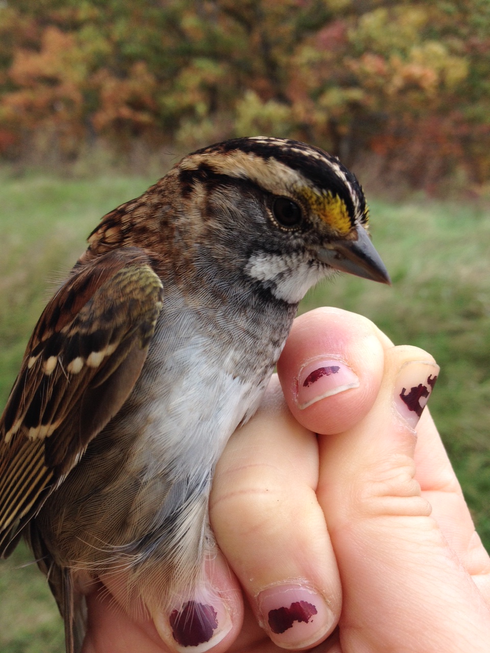 White-throated Sparrows are still moving through in good numbers. -J. Chard