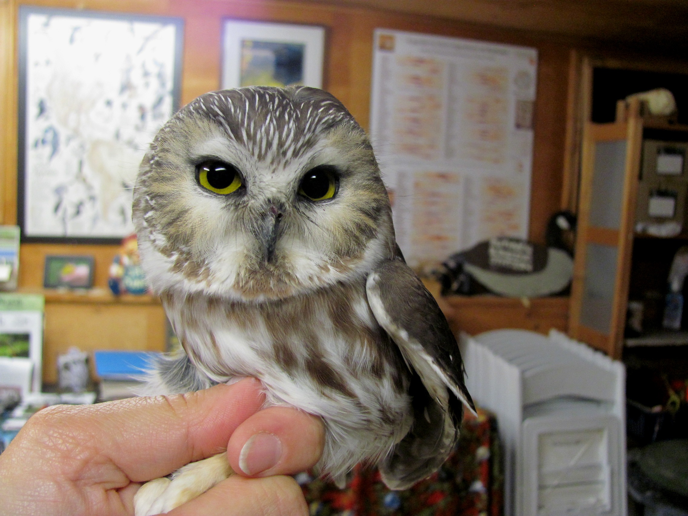 First owl on Friday night. -N. Furber
