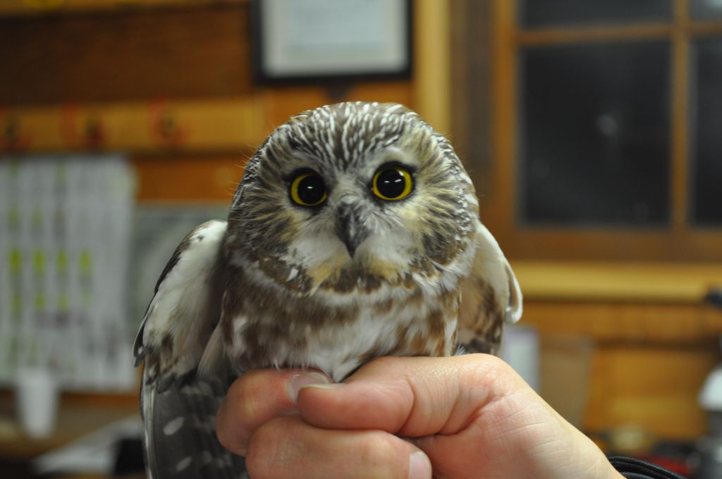 Northern Saw-whet Owl. -E. Gosnell