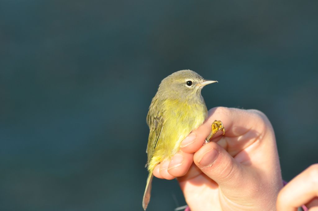 Orange-crowned Warbler. -E. Gosnell