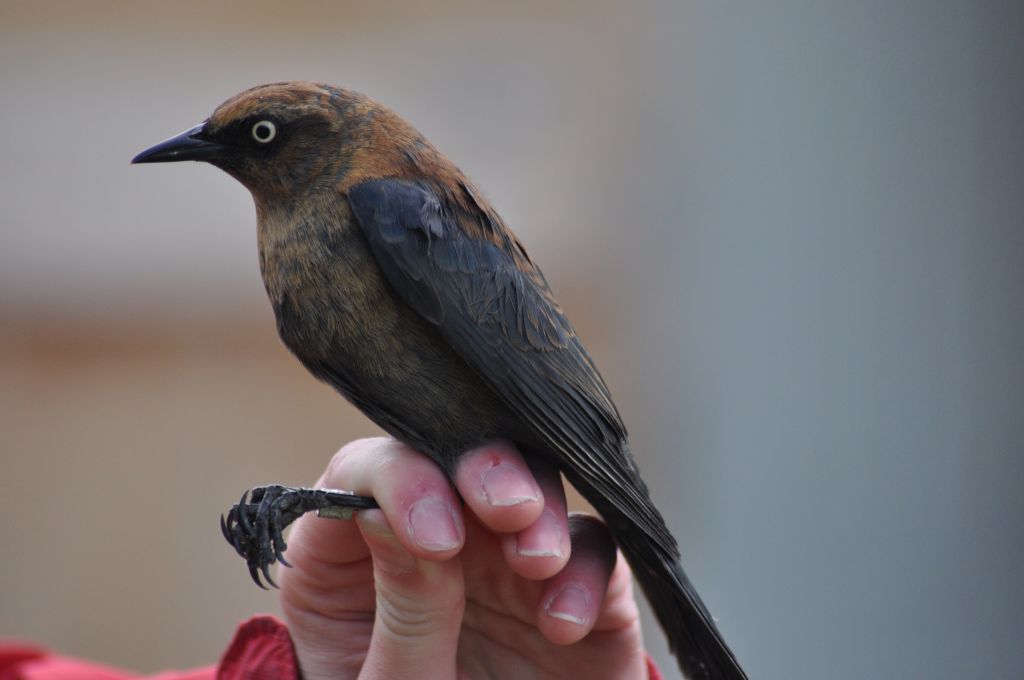 Rusty Blackbird. -E. Gosnell