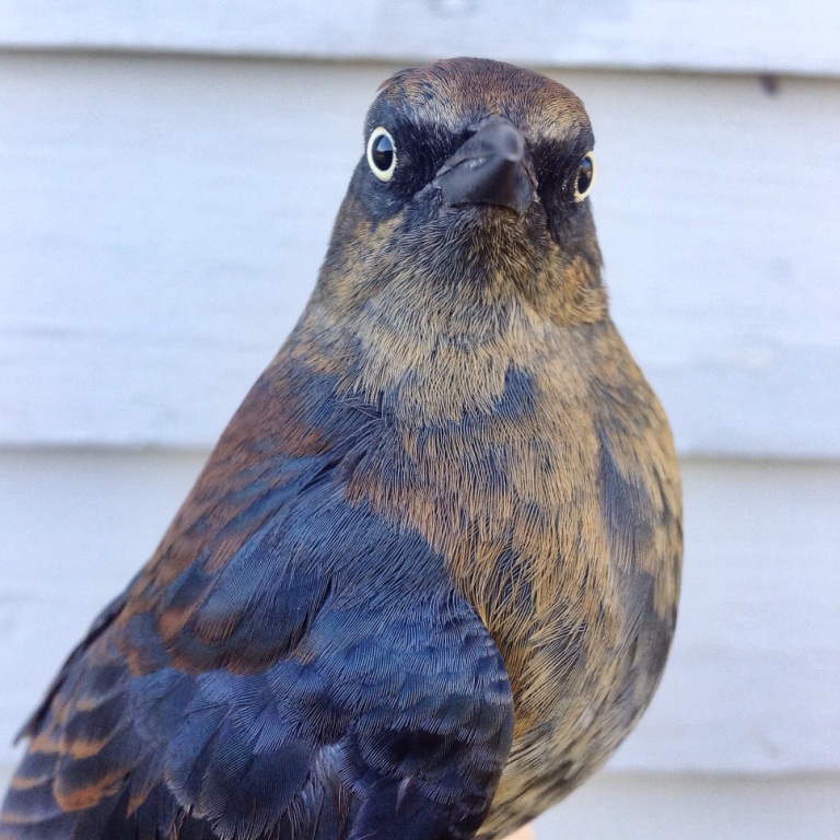 Rusty Blackbird - flocks have been moving through in the past few days. -A. Wilcox