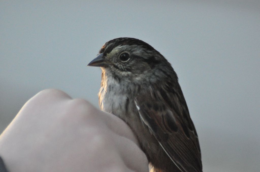 Young Swamp Sparrow. -E. Gosnell