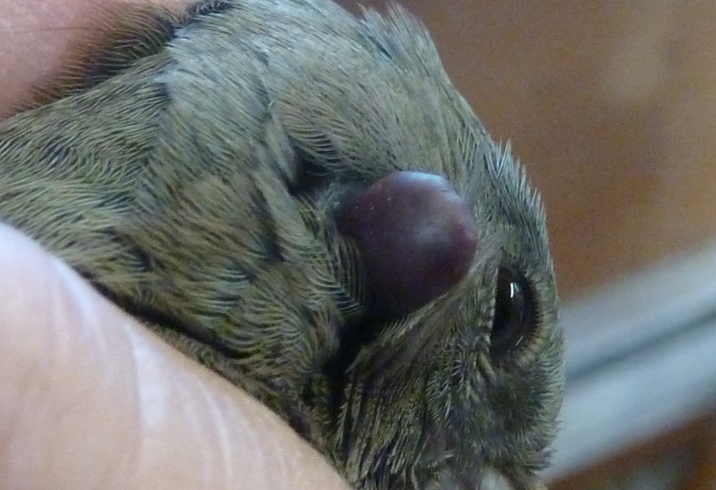 An engorged tick protrudes from the ear of a Dark-eyed Junco.