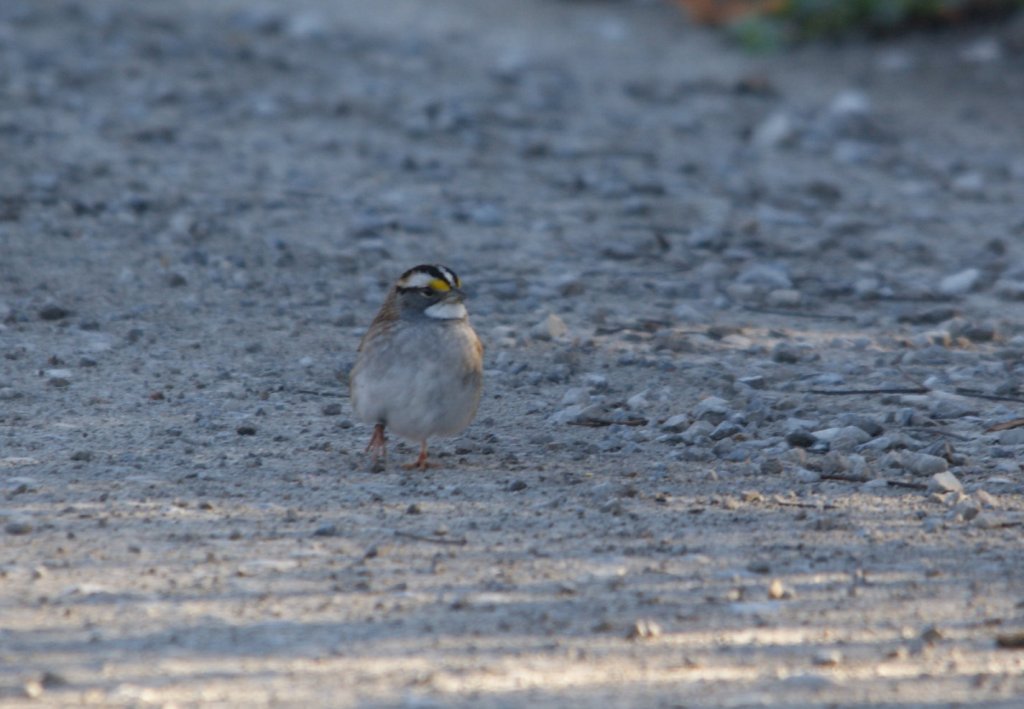 A bright "white morph" White-throated Sparrow looking for grit on the laneway. -C. Scholtens