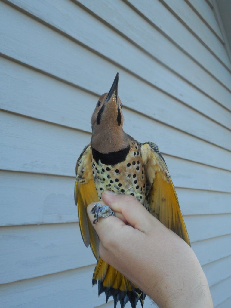 Ventral view of a male Northern Flicker. -C. Scholtens