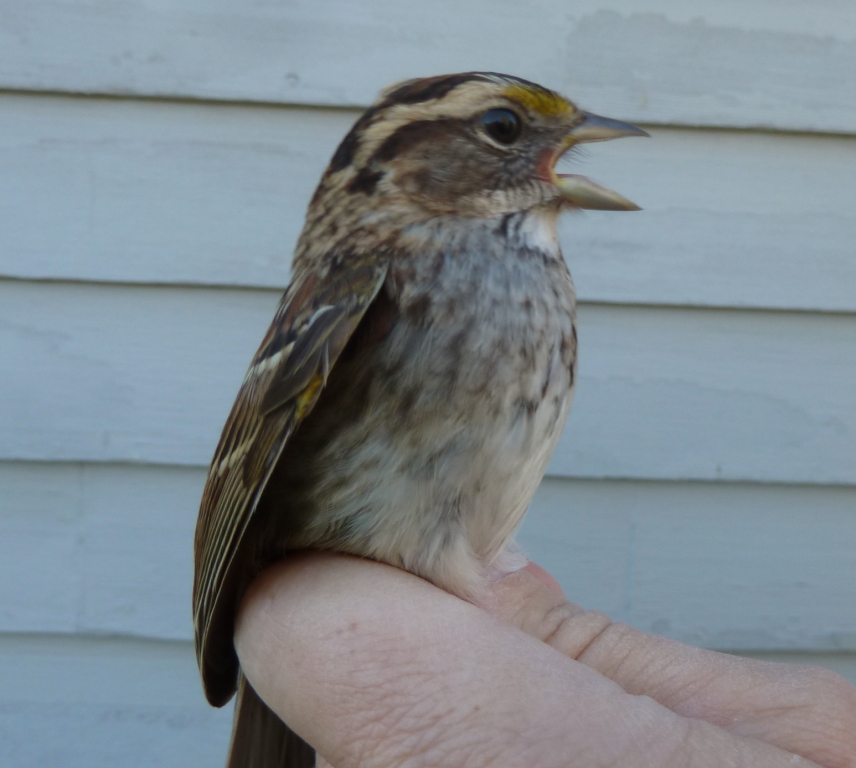 Some White-throated Sparrows are taking advantage of the mild "Winter" temperatures to stay further north.