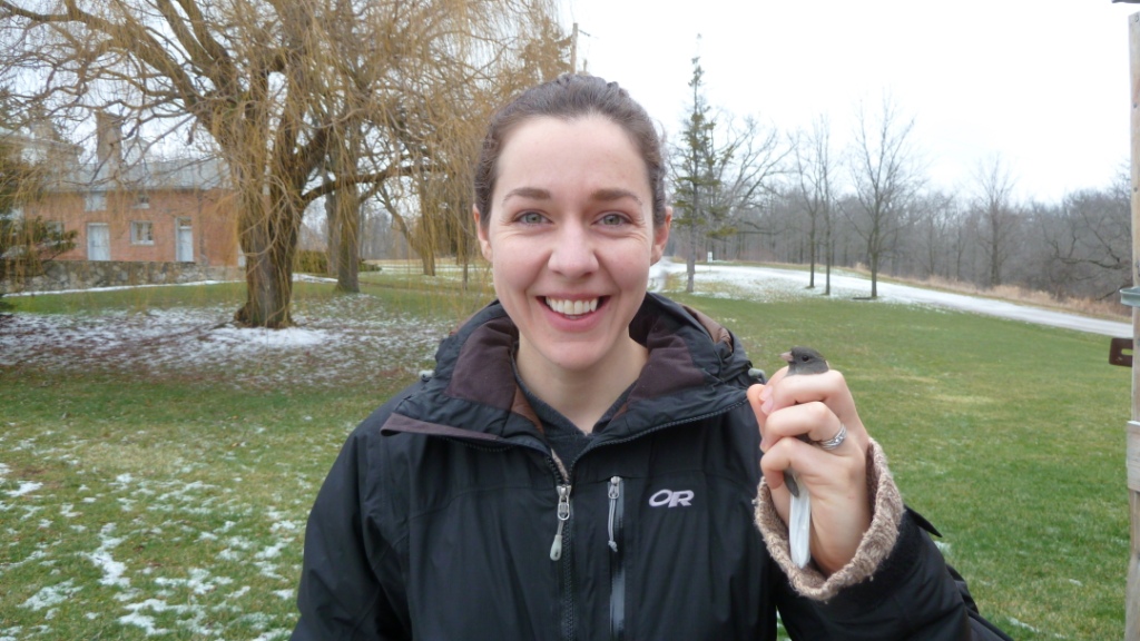 Newcomer Jennifer - a keen student indeed! - with her first banded bird: Dark-eyed Junco.