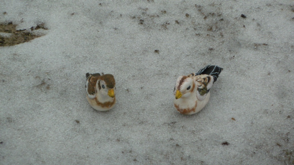 These Snow Bunting decoys (fashioned by Alessandra Wilcox) are waiting anxiously for "real" Winter weather to set in.