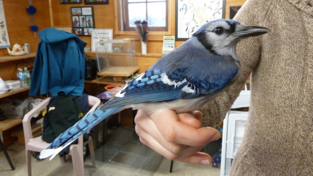 One of 3 young blue Jays banded today.