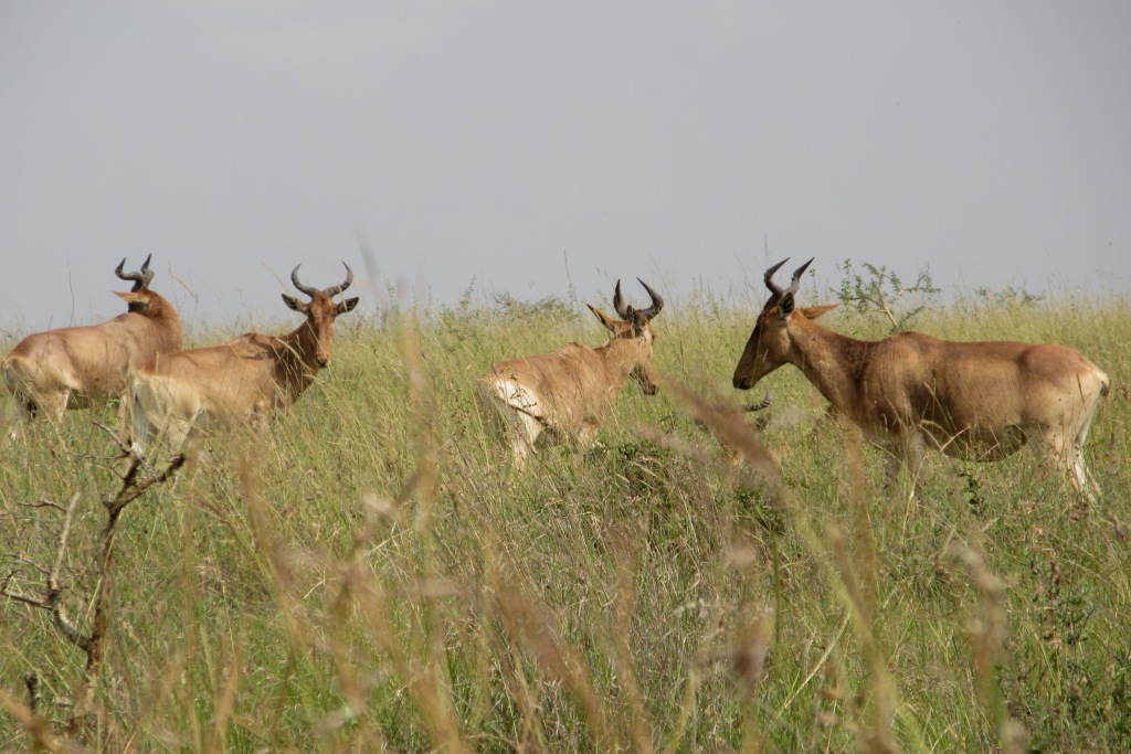 Coke's Hartebeest.