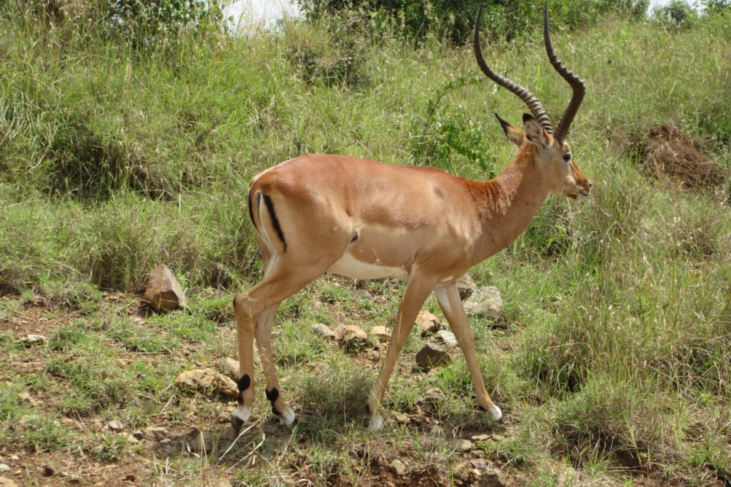 Impala. -M. Ludkin