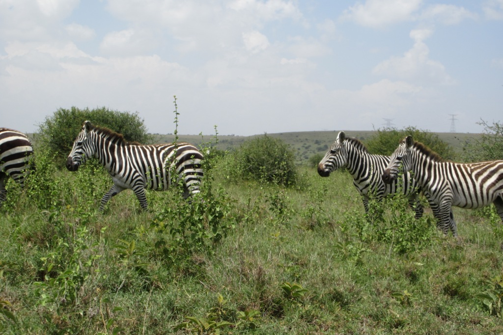 Zebra -M. Ludkin