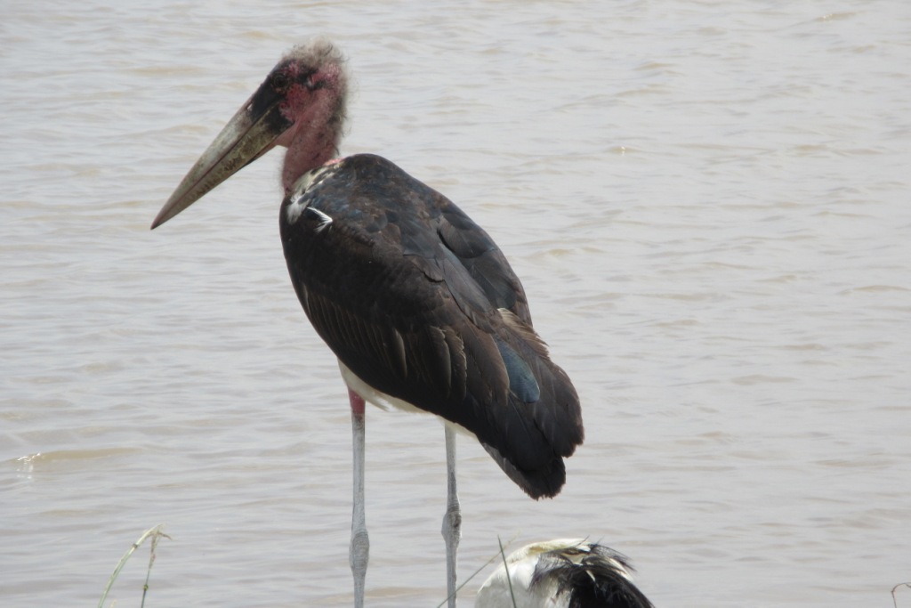 Marabou Stork -M. Ludkin