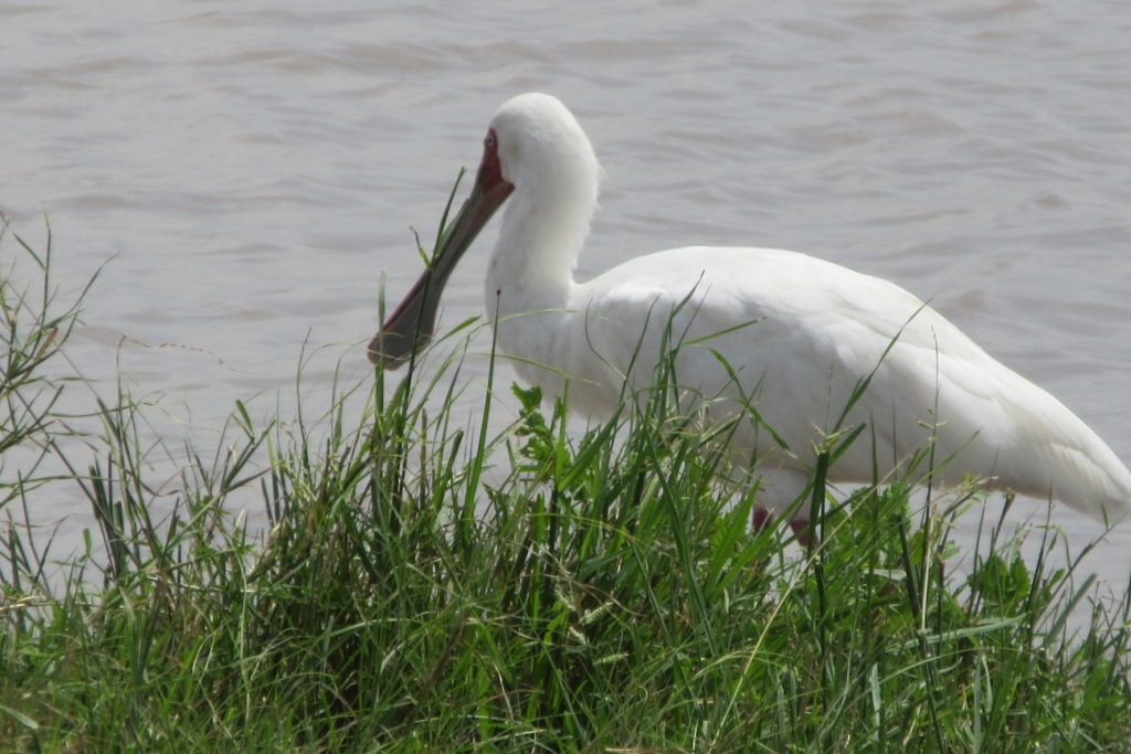 African Spoonbill -M. Ludkin