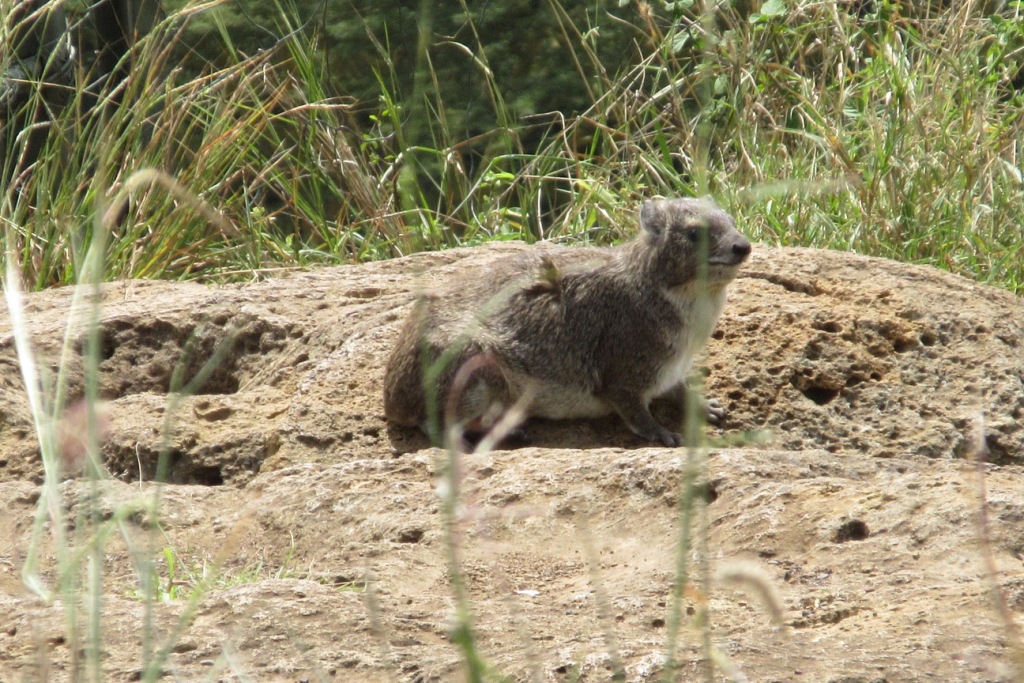 Rock Hyrax -M. Ludkin
