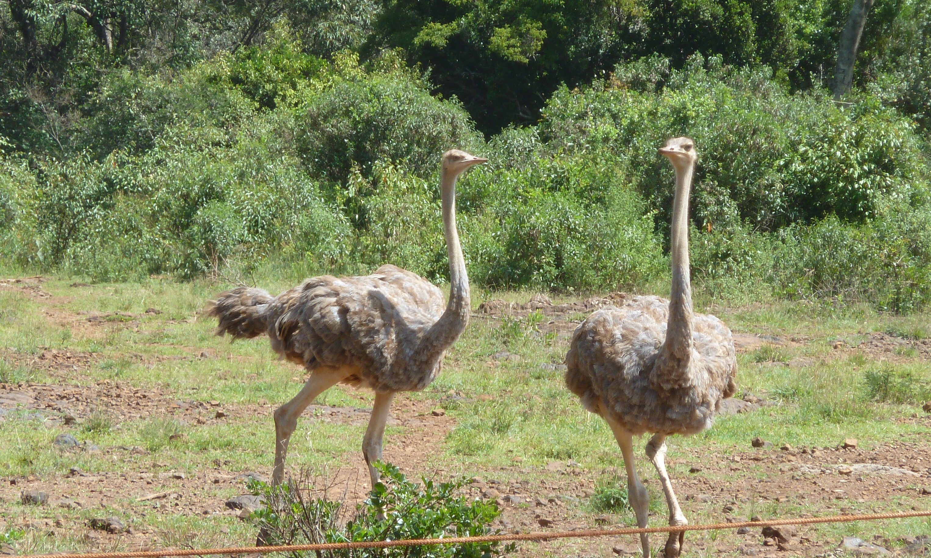 Two immature Ostriches.