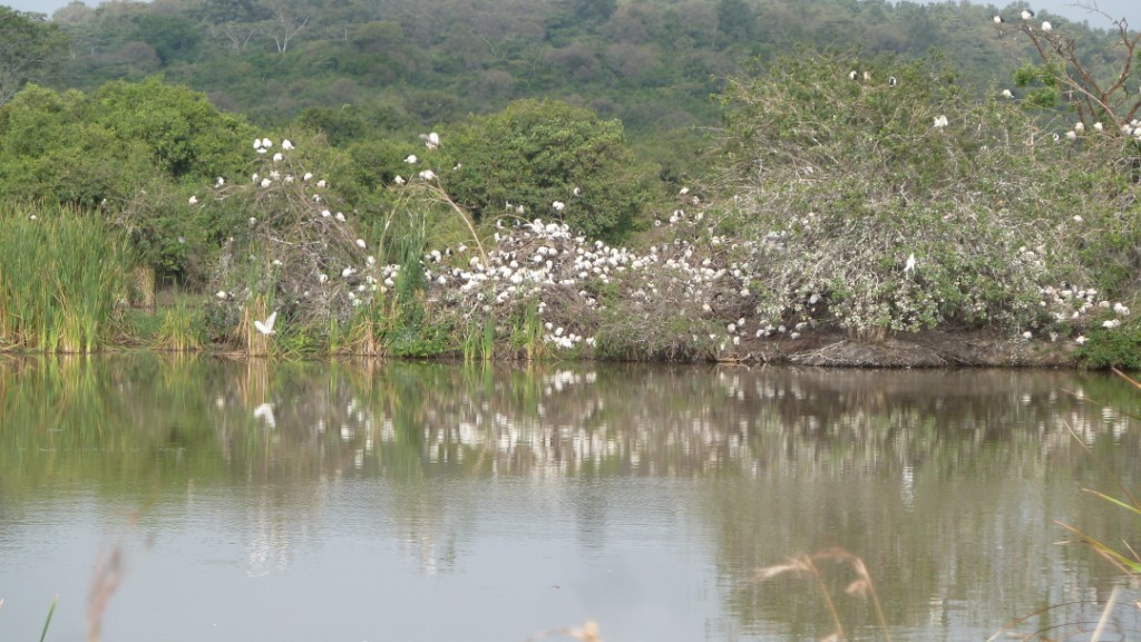 The rains filled the waterholes so the waders were breeding.